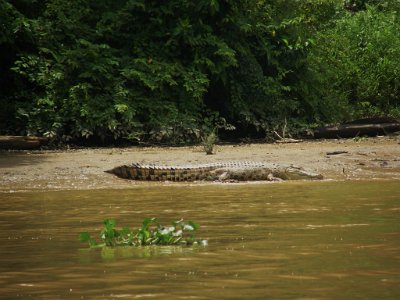 Salt water crocodile (4)